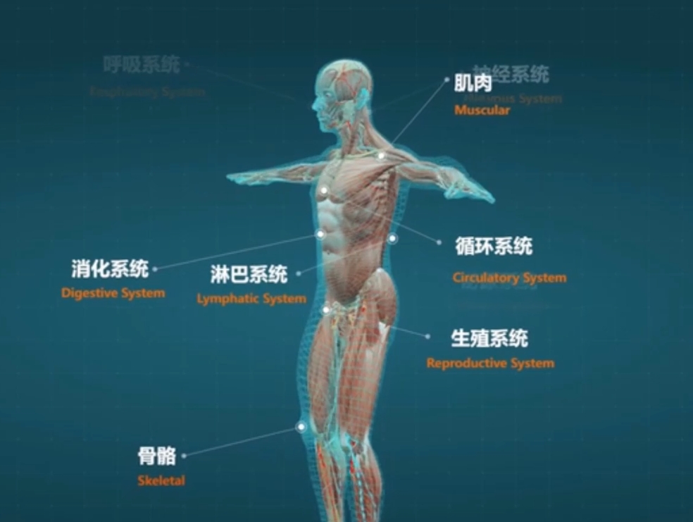 医学人体3D交互展示